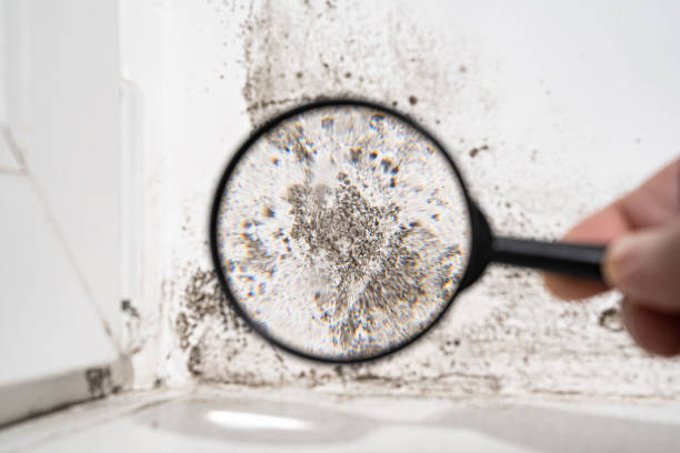 Trusted East Islip, NY Mold Prevention & Removal  Experts